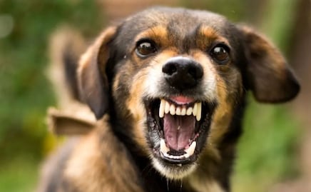 VIDEO. Perros atacan a mujer en parque de Chapulco; vecinos acusan a dueño irresponsable