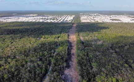Tala y levantamiento de selva por Tren Maya alcanzan fraccionamiento en Quintana Roo
