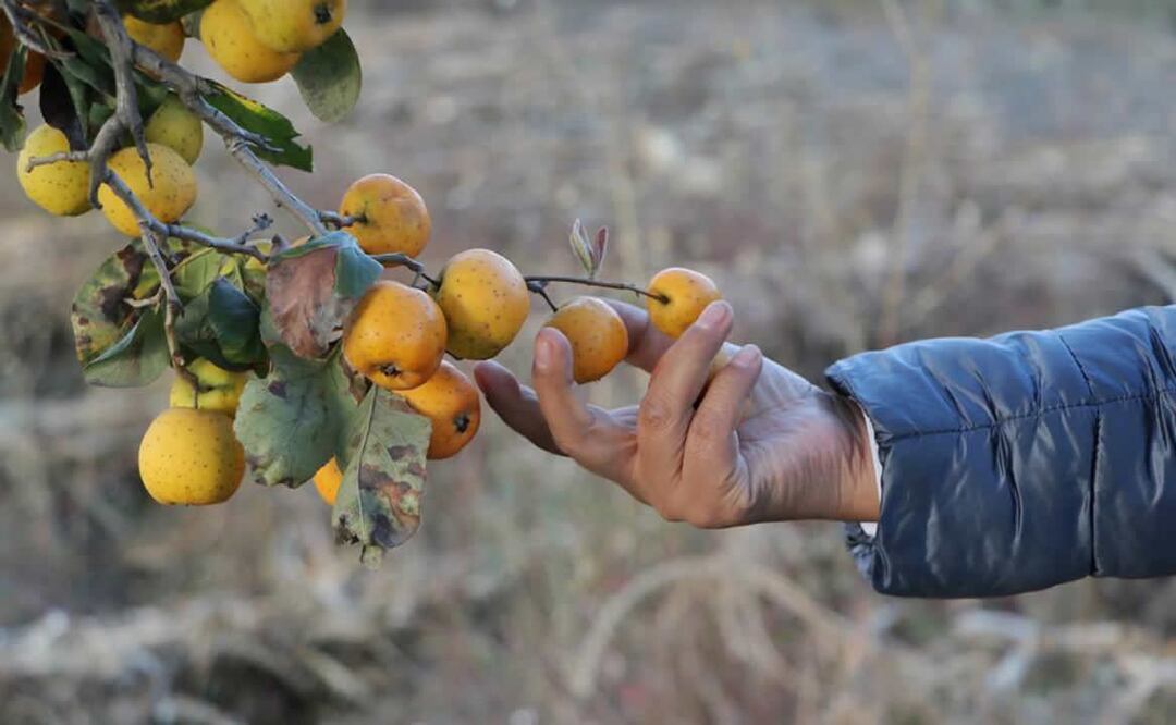El tejocote es una fruta de origen precolombino. Foto: Secretaría de Desarrollo Rural de Puebla