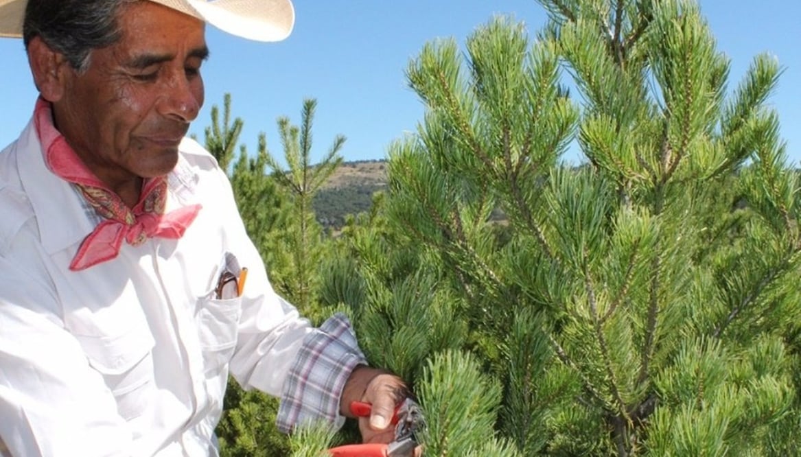 Producción de árboles de Navidad naturales en Puebla / Foto: Archivo el Universal