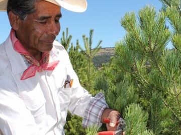 Puebla es el segundo mayor en superficie plantada de árboles de navidad