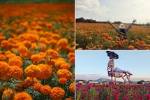 Dónde ver campos de cempasúchil en Puebla