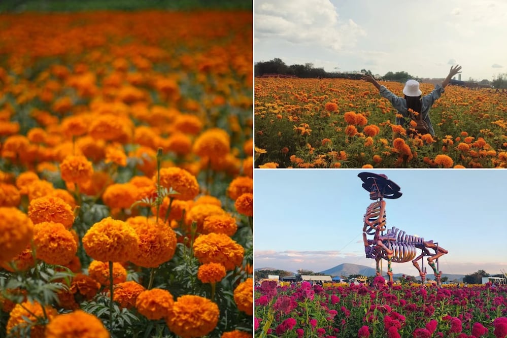 Los campos de cempasúchil pintan de amarillo y naranja distintos paisajes de Puebla | Foto: Pexels / Google Maps