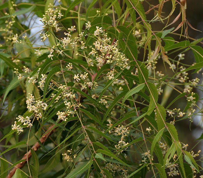 Neem | Foto: wikimedia