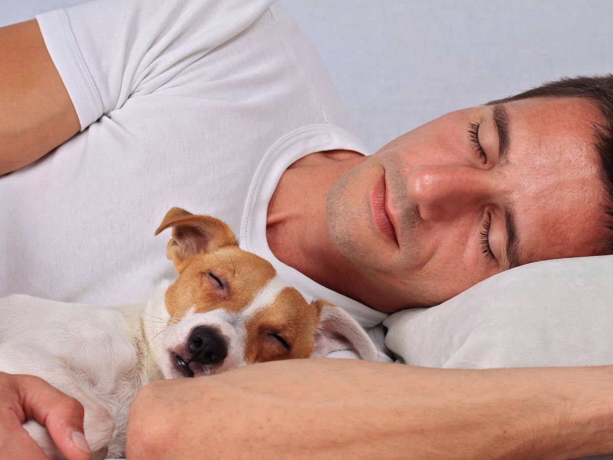 Asegúrate de que tu perro o gato haya recibido las vacunas y desparasitantes adecuados. 

Foto: Producción El Universal