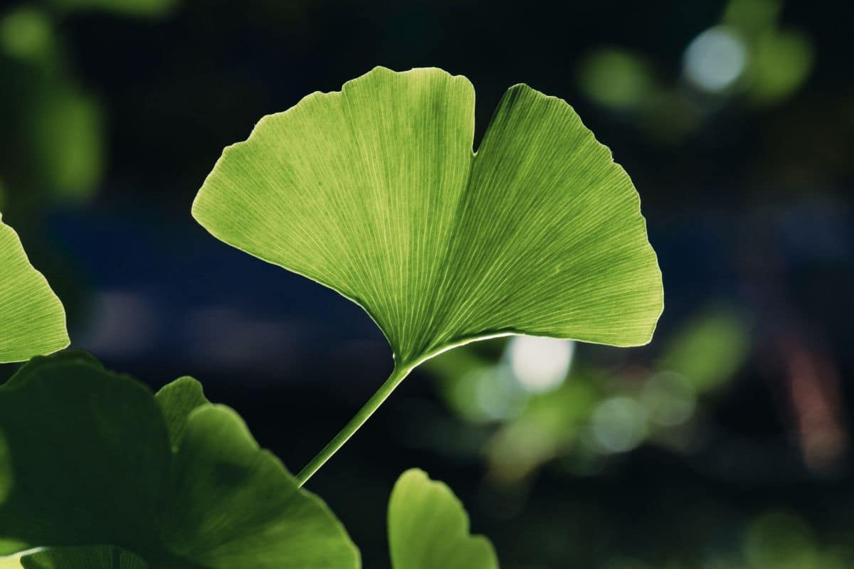 El árbol de ginkgo mejor conocido como ginkgo biloba es una de las especies arbóreas más antiguas de nuestro planeta. 

Foto: Producción El Universal
