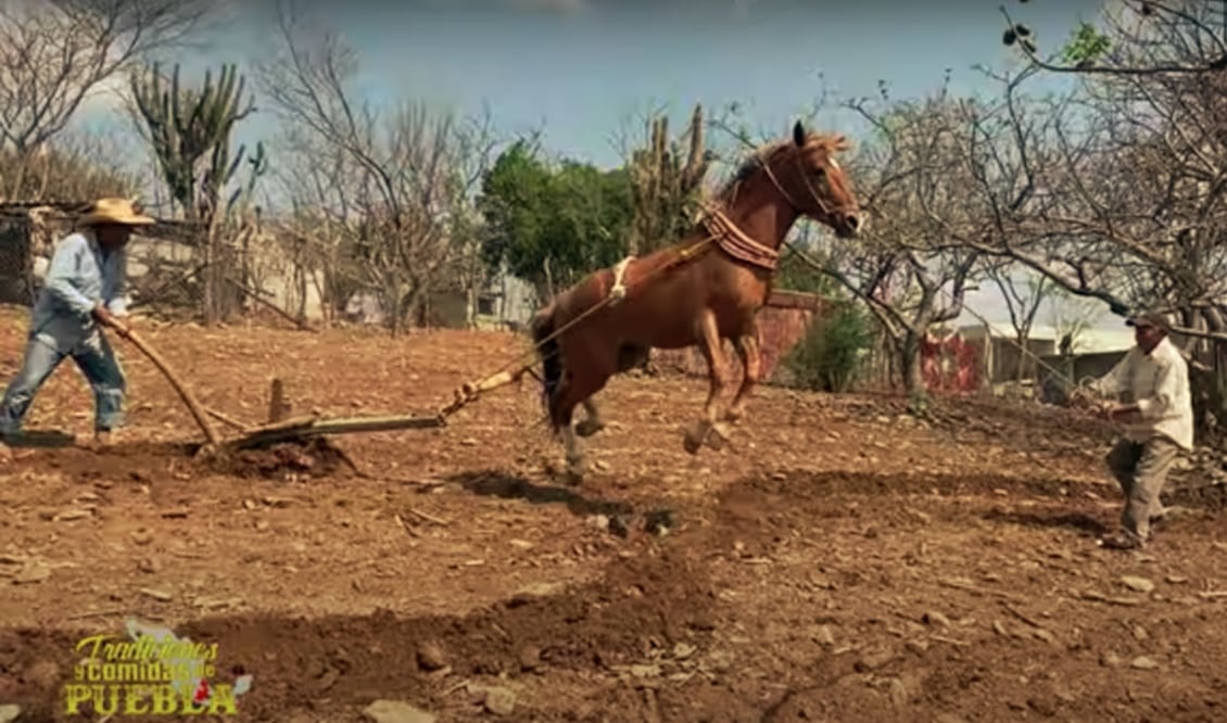 Foto: Tradiciones y Comidas de México (Captura de YouTube)