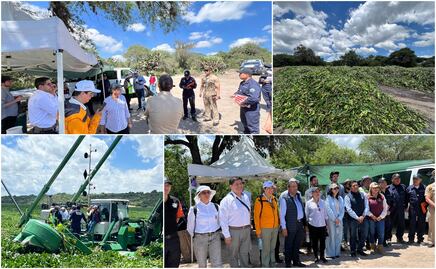 Puebla aplicará tecnología y maquinaria probada para retiro de lirio acuático en Valsequillo