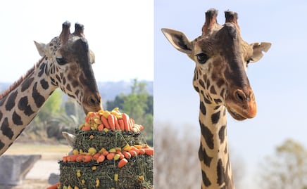 Jirafa Benito, el personaje del 2024 en Puebla