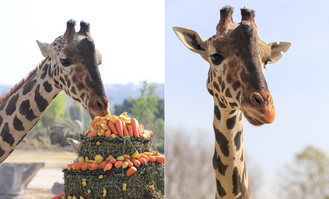 La jirafa Benito es el personaje del 2024 en Puebla I Foto EsImagen
