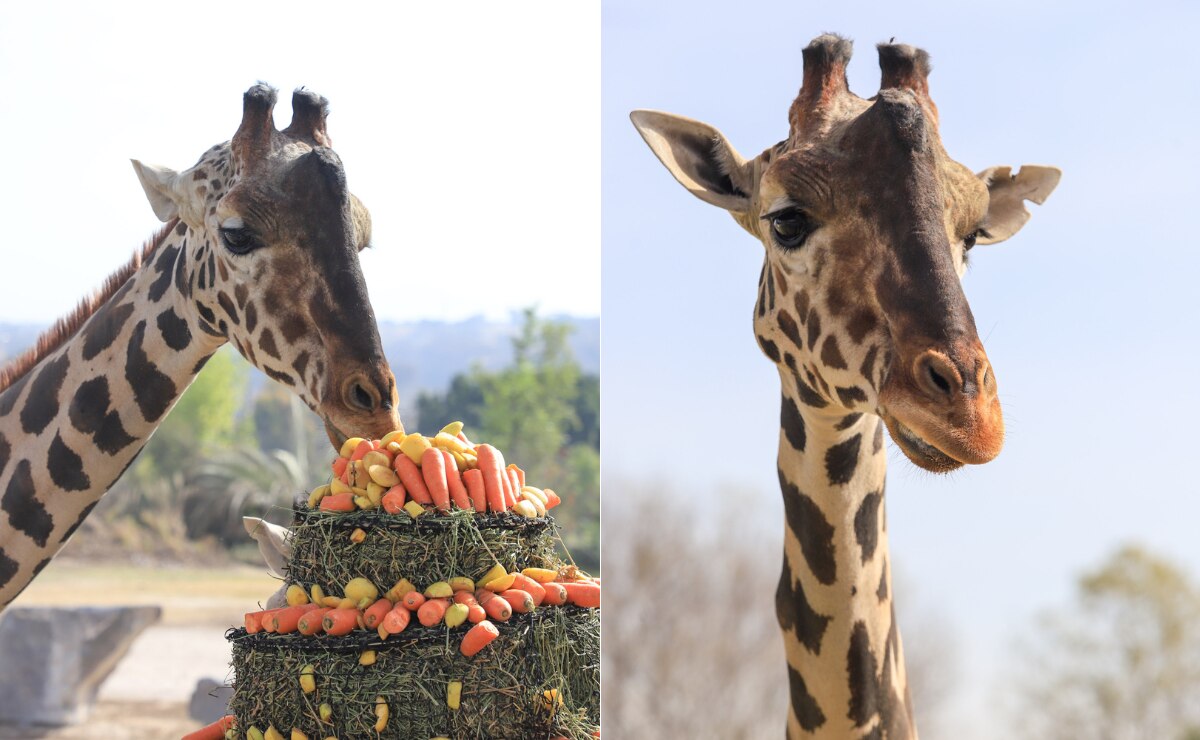 Jirafa Benito, el personaje del 2024 en Puebla