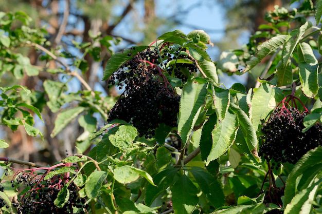 La Morera Negra: Una planta medicinal para el bienestar general. Fuente: Freepik.