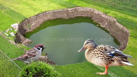 Socavón de Puebla. Patos nadan en sus aguas verdosas; gorriones viven en sus paredes
