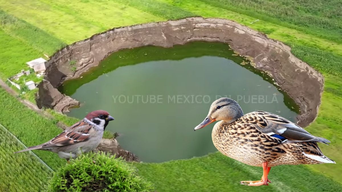 Socavón de Puebla. Patos nadan en sus aguas verdosas; gorriones viven en sus paredes