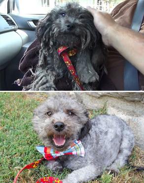 Feliz Día del Perro. Fotos sorprendentes del antes y después de su adopción