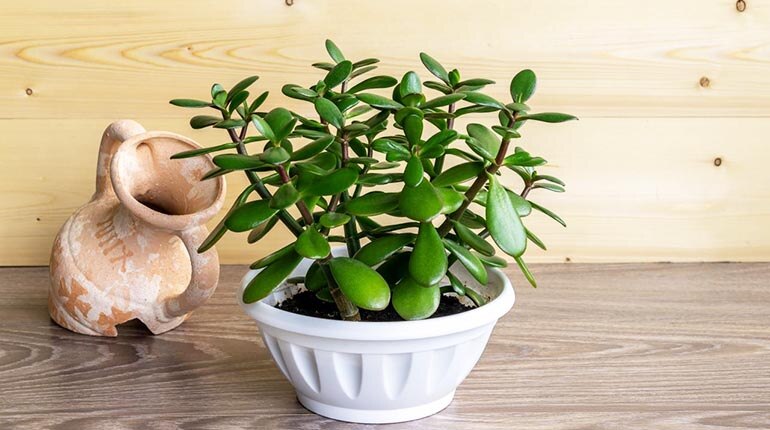 Investigaciones han demostrado que las plantas no solo ayudan a purificar el aire, sino que también pueden tener un impacto positivo en nuestro estado de ánimo y bienestar general.

Foto: Producción El Universal Puebla