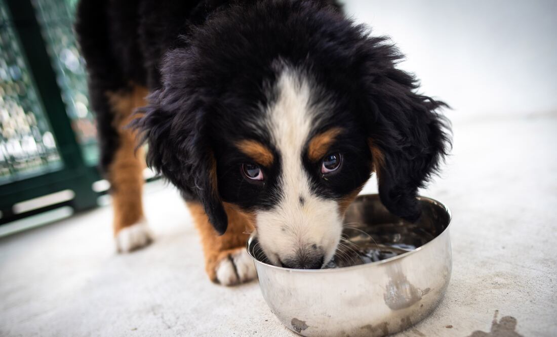 Caninos entrenados en BUAP brindan apoyo emocional | Fotos BUAP