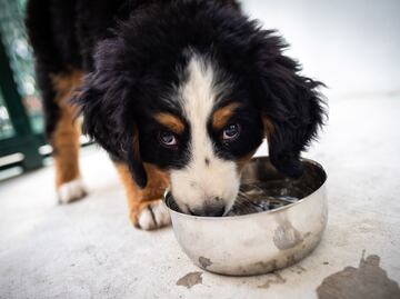 Perritos rescatados asisten emocionalmente a estudiantes de la BUAP