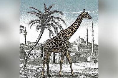 Sólo una persona con vista de felino puede descubrir la jirafa oculta en la imagen