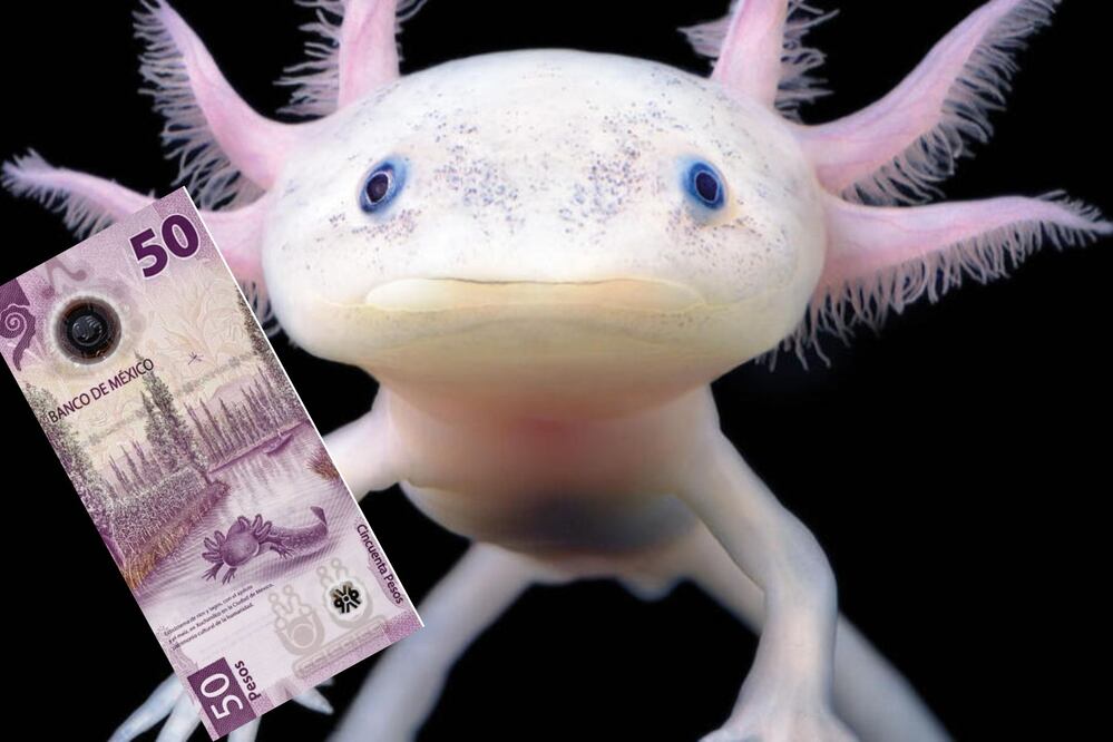 Los billetes de ajolote son muy codiciados | Foto: Worldwildlife / Mercado Libre