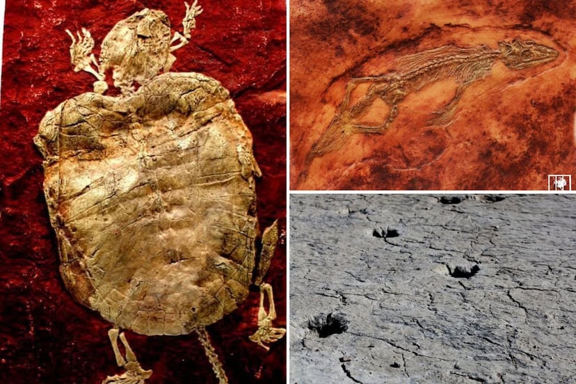 Sitios de Puebla donde puedes ver fósiles y viajar al pasado