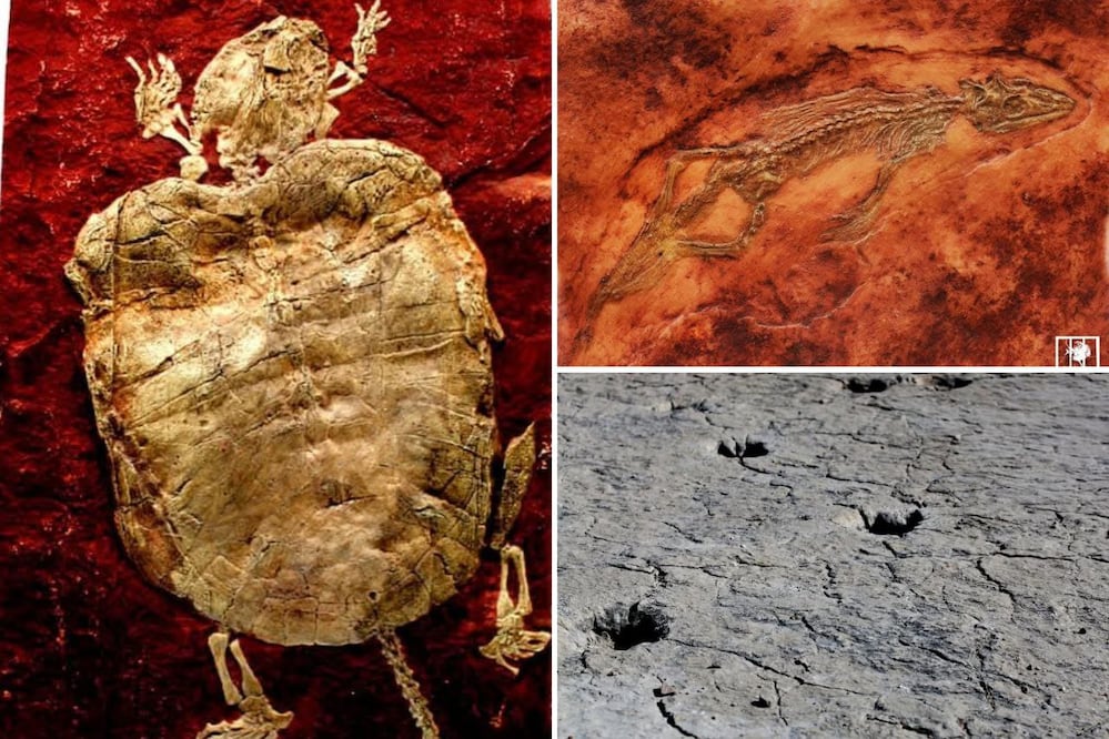 En Puebla hay fósiles que te transportarán al pasado | Foto: Facebook Museo regional mixteco