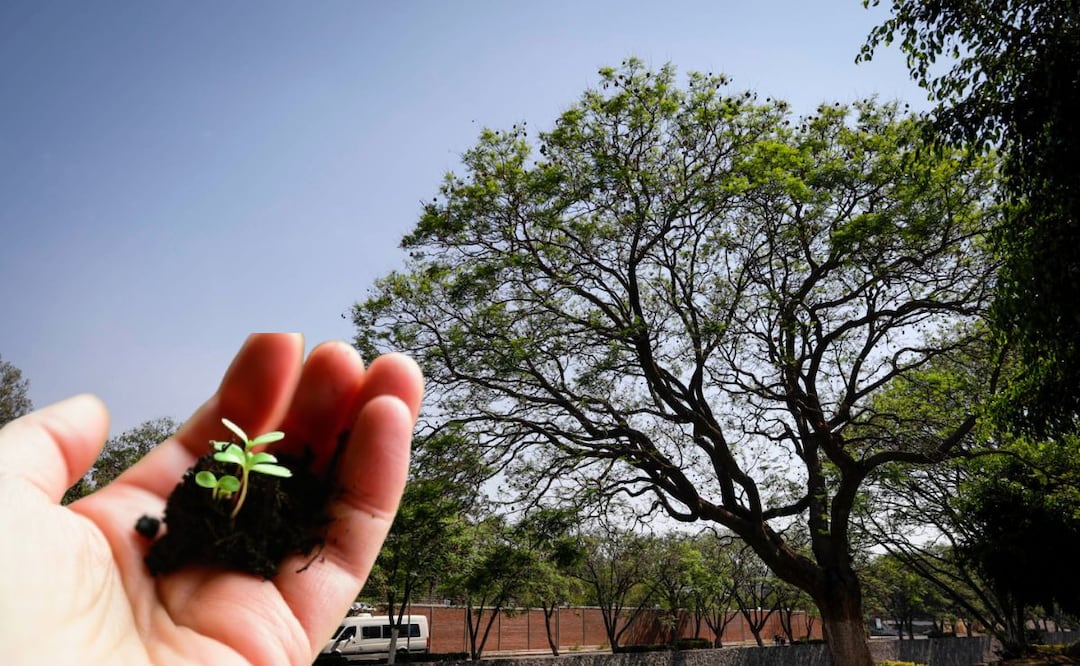 En redes sociales circulan campañas para promover la siembra de árboles | Foto: Pixabay / EsImagen