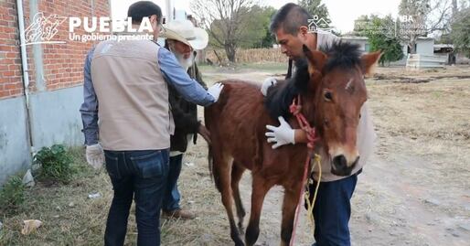 Así fue el rescate de caballo maltratado en Coronango