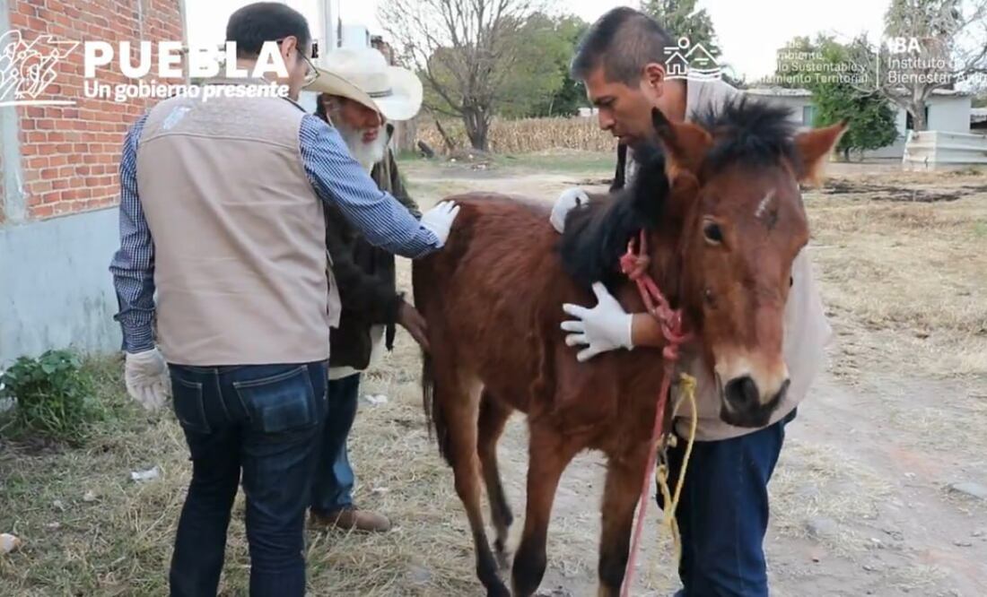 El Instituto de Bienestar Animal y activistas rescataron a un caballo en Coronango | Foto: Captura Instituto de Bienestar Animal PUE