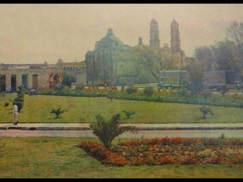 Así eran las palmeras de Analco que fueron derribadas