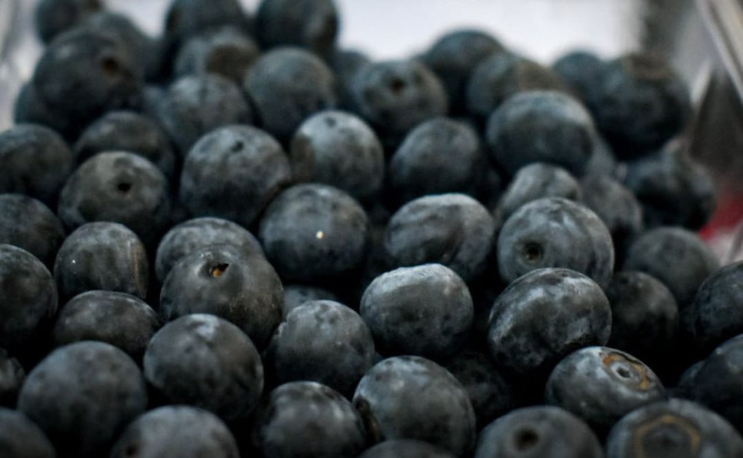 Puebla se posiciona como el primer productor a nivel nacional de blueberries orgánicas | Foto: Agencia Es Imagen para El Universal Puebla
