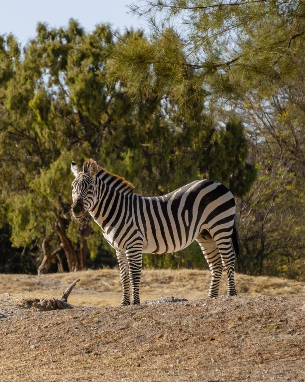 Foto: Africam Safari