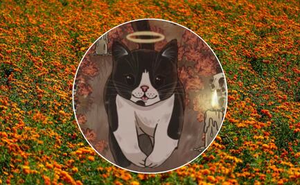 Cómo llegar y qué hacer en el Miau Fest 2025