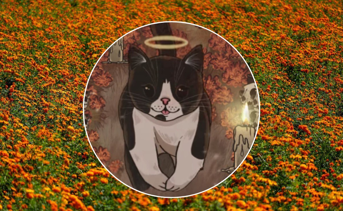 Cómo llegar y qué hacer en el Miau Fest 2025