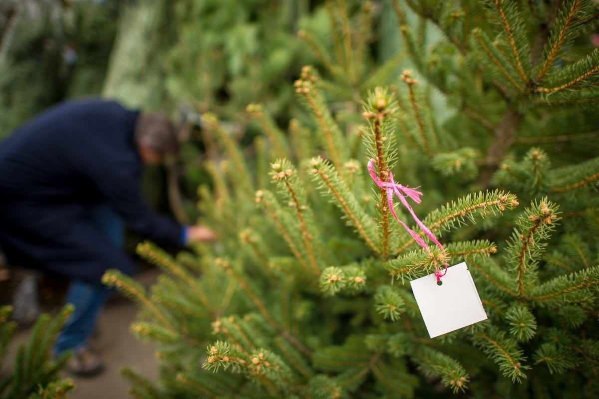 Esta experiencia se convierte en una excelente opción para disfrutar de la temporada navideña en familia, combinando la compra del árbol con la oportunidad de saborear la gastronomía local y vivir un día al aire libre.

Foto: Producción El Universal Puebla