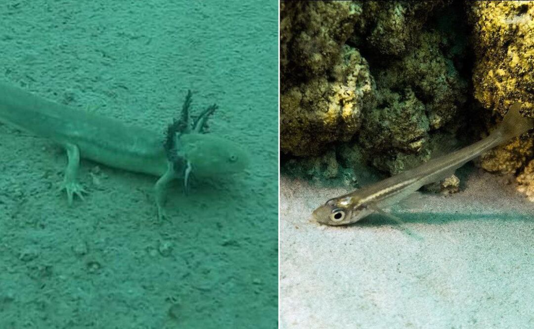 Estas especies son exclusivas del llamado mar de Puebla | Foto: Instagram nathurenthusiasts / Instagram fidecx