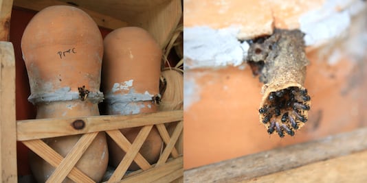 Conoce la abeja endémica de Puebla con propiedades medicinales