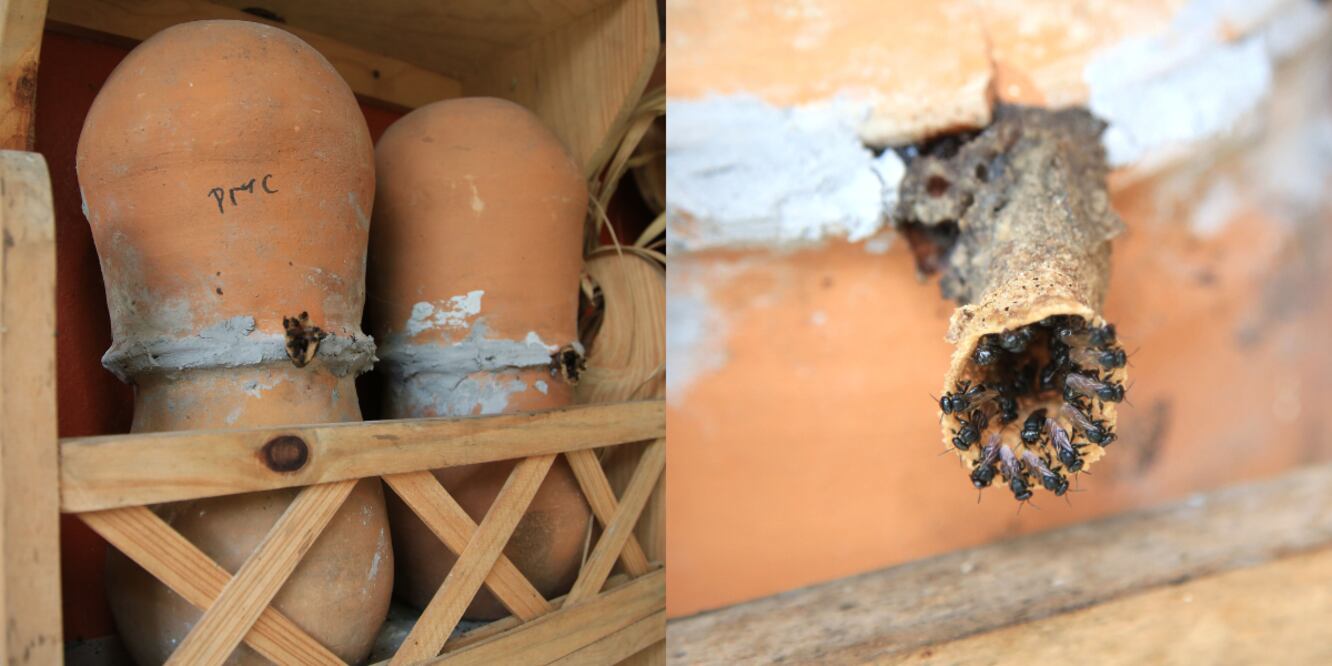 Abejas meliponas, en Cuetzalan/ Foto EsImagen