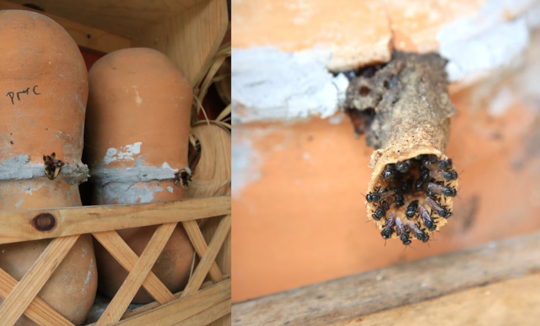 Abejas meliponas, en Cuetzalan/ Foto EsImagen