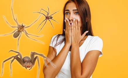 Así se ve un nido de araña violinista; van 8 picaduras en Puebla