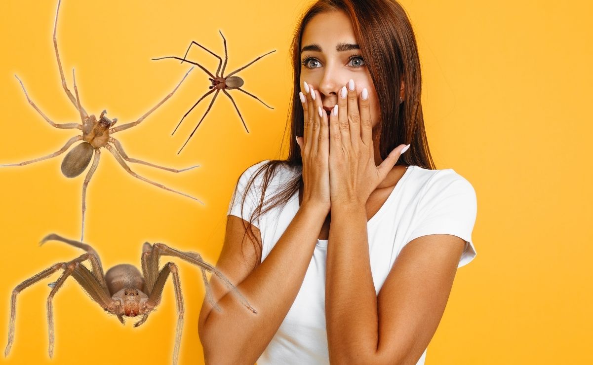 Van 8 picaduras de araña violinista en Puebla en 2025 | Foto: Canva