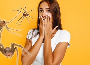 Así se ve un nido de araña violinista; van 8 picaduras en Puebla