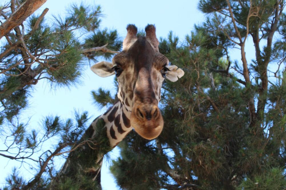 La manada de jirafas ya espera a Benito en Africam Safari | Foto: Gobierno de Chihuahua