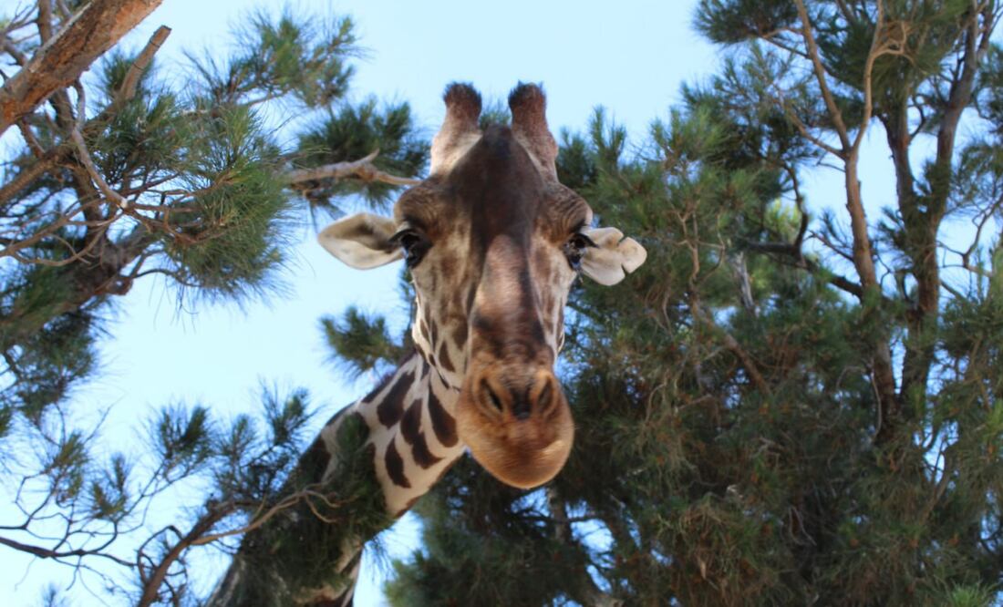 En Puebla crearon una concha inspirada en la jirafa Benito | Foto: Gobierno de Chihuahua
