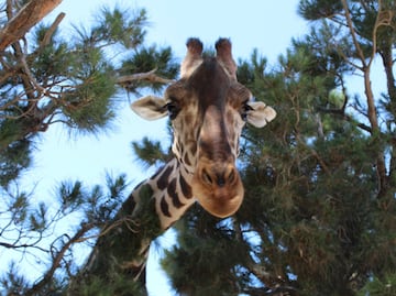 ¡Llévele, llévele! Crean concha inspirada en Benito, la jirafa más querida de México