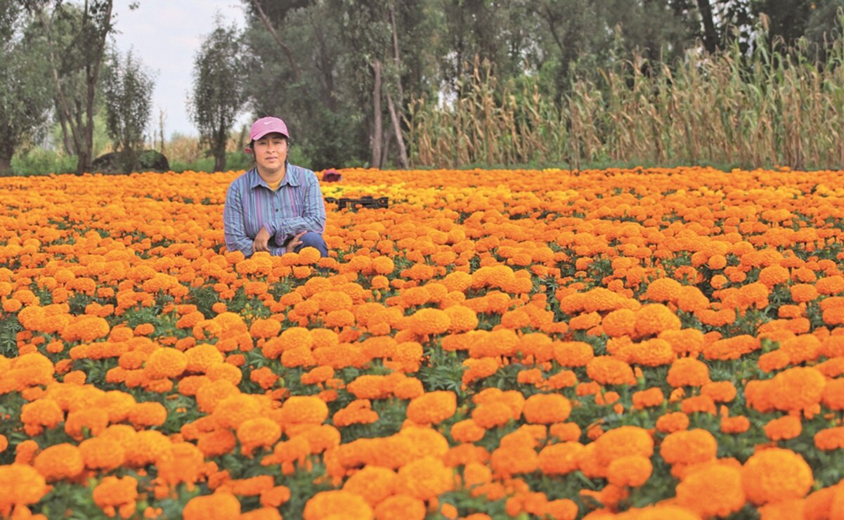 Los mexicanos no han dejado que se pierda la tradición de Día de Muertos y siguen comprando la flor, dice Sara Rodríguez. Fotos: Juan Boites y Diego Campos. EL UNIVERSAL