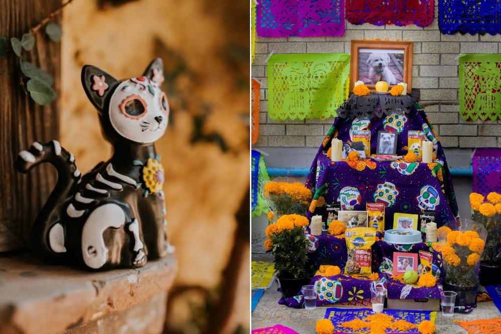 Las mascotas también forman parte de la tradición del Día de Muertos, con ofrendas dedicadas a ellas | Foto: Pexels