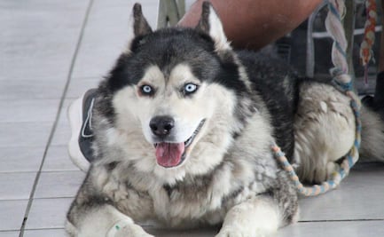 Promueve el Gobierno de la Ciudad bienestar animal en más zonas de la capital poblana