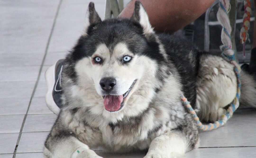 El alcalde Pepe Chedraui reafirma su compromiso con el bienestar de los animales | Foto: Ayuntamiento de Puebla