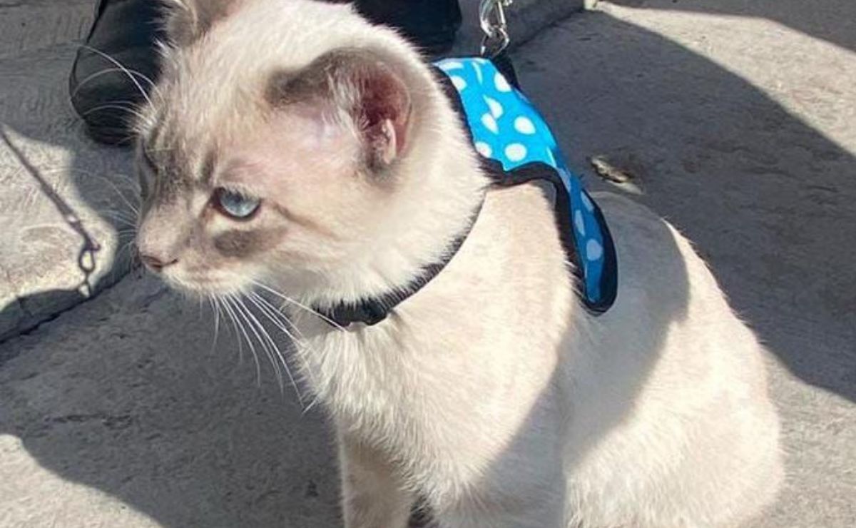 Vecinos de Guadalupe Hidalgo acudieron a la Jornada de Atención Animal | Foto: Ayuntamiento de Puebla